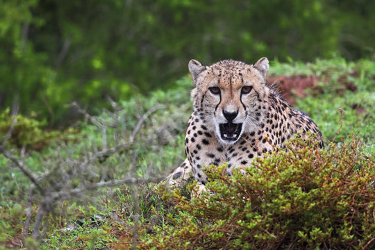 Fototapeta Gepard (Acinonyx jubatus)