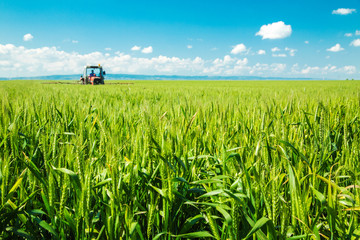 Spraying wheat crops field