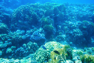 Obraz na płótnie Canvas Underwater panorama with fish and coral
