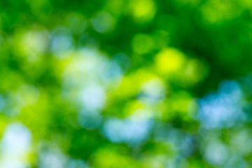 natural green background