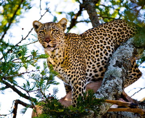 Naklejka premium Leopard on the tree. Tanzania. Serengeti.