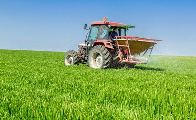 Obraz premium Farmer in tractor fertilizing wheat field at spring with npk