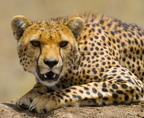 Portrait of a cheetah. Tanzania. Serengeti.