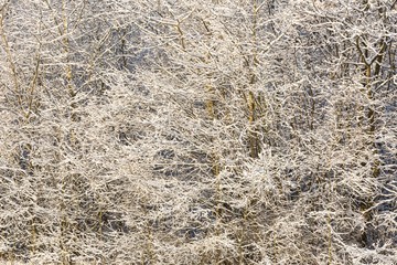 Snow covered trees branches