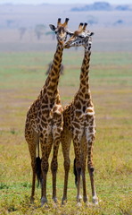 Two giraffe in savannah. Tanzania. Serengeti.