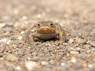 Erdkröte