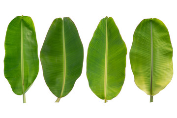 Banana leaves