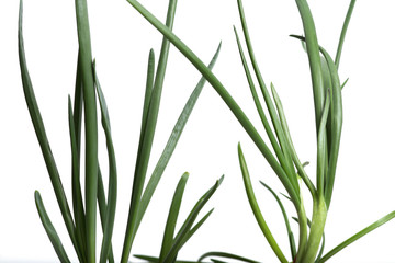 Onion sprouts isolated on white background