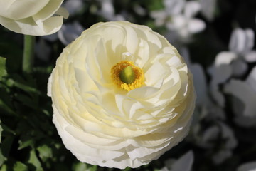 white ranunculus