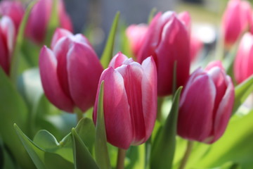 Fototapeta premium tulipa