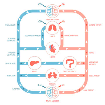 heart anatomy, circulatory system, human blood artery,