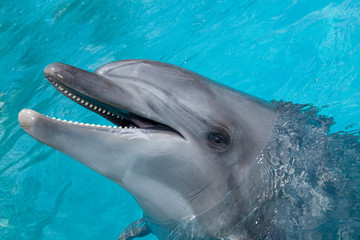 Fototapeta premium Happy Dolphin Smiling in the Blue Water