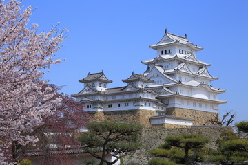 Fototapeta premium Himeji Castle and cherry blossom