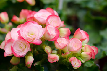 begonia flower
