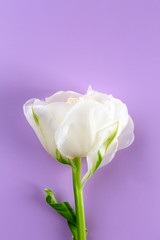 Fresh tulip on purple background