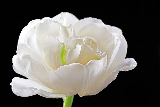 Fototapeta Fresh white tulip on black background