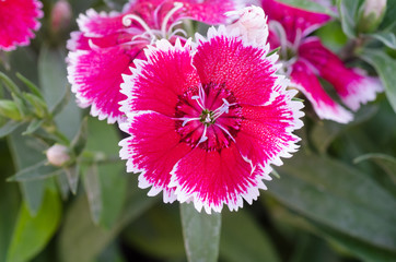 Dianthus chinensis (China Pink)