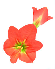 red amaryllis Flower on white background
