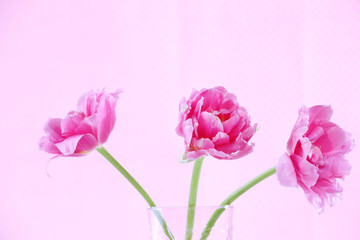 Pink tulips in glass vase on color background
