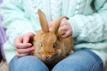 Naklejka premium Adorable brown rabbit resting comfortably on a person's lap, gentle petting and animal companionship, animal companionship and the comfort of a domestic pet