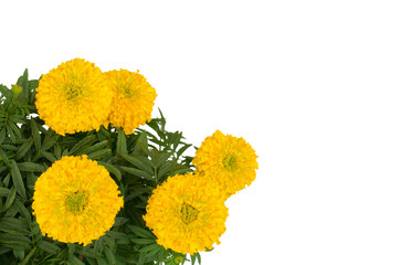 Marigold on tree isolated on white background