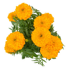 Marigold on tree isolated on white background