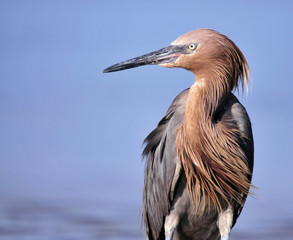 Reddish Egret / Reddish Egret in the Florida Everglades
