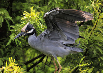 Before Flight / The Yellow crown night heron in the south Florida wetlands