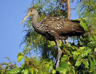 Limpkin / The Limpkin in the Florida Everglades