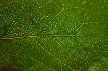 Macro photo of fresh green leaf texture with low depth of focus