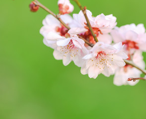 The plum blossom in spring