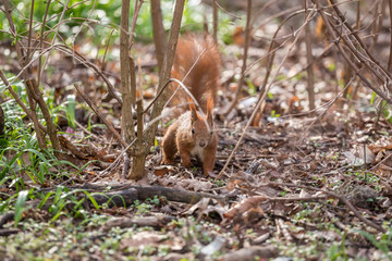 european squirrel in the forest