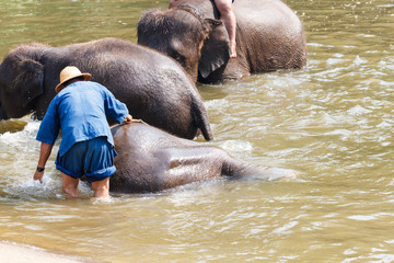 Elephants bath