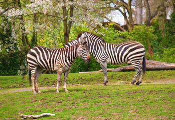 Fototapeta na wymiar Zebra, Serengeti , Tanzania, East Africa