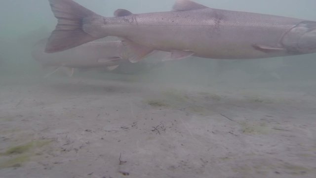 Salmon in Alaska - Underwater