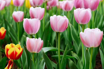 Holland tulip