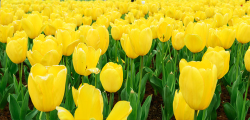 Obraz premium Holland tulip