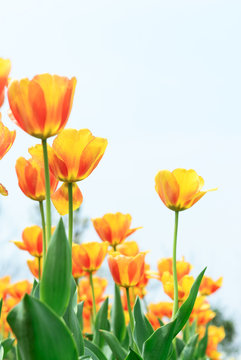 Holland tulip