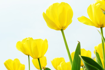 Fototapeta premium Holland tulip
