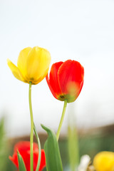 Fototapeta premium Holland tulip