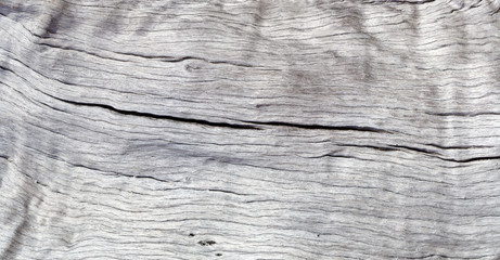 fond texture tronc bois sec