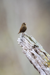 囀るミソサザイ