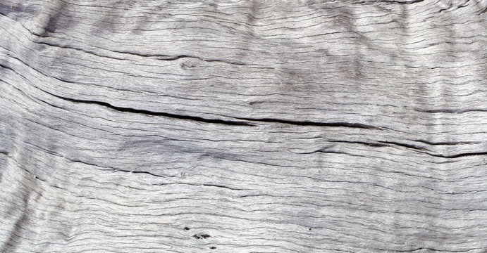 fond texture tronc bois sec