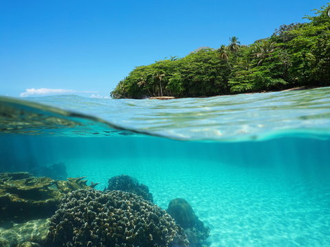 Lush tropical shore and corals underwater