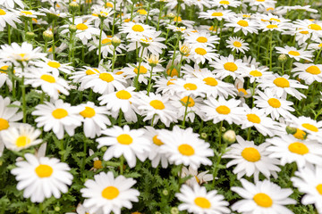 G&auml;nsebl&uuml;mchen