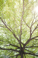 Spring tree branches