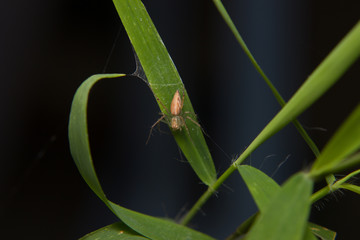 little spider on the leaf