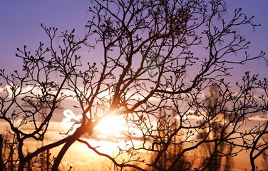 Frühling / Baumknospen / Stillleben