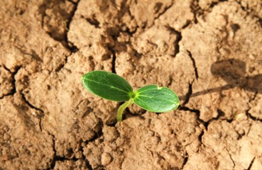 Wachstum / Pflänzchen auf Ackerboden