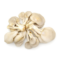 Oyster mushrooms on a white background
